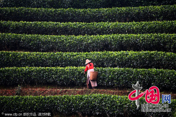 普洱是怎样炼成的[组图]