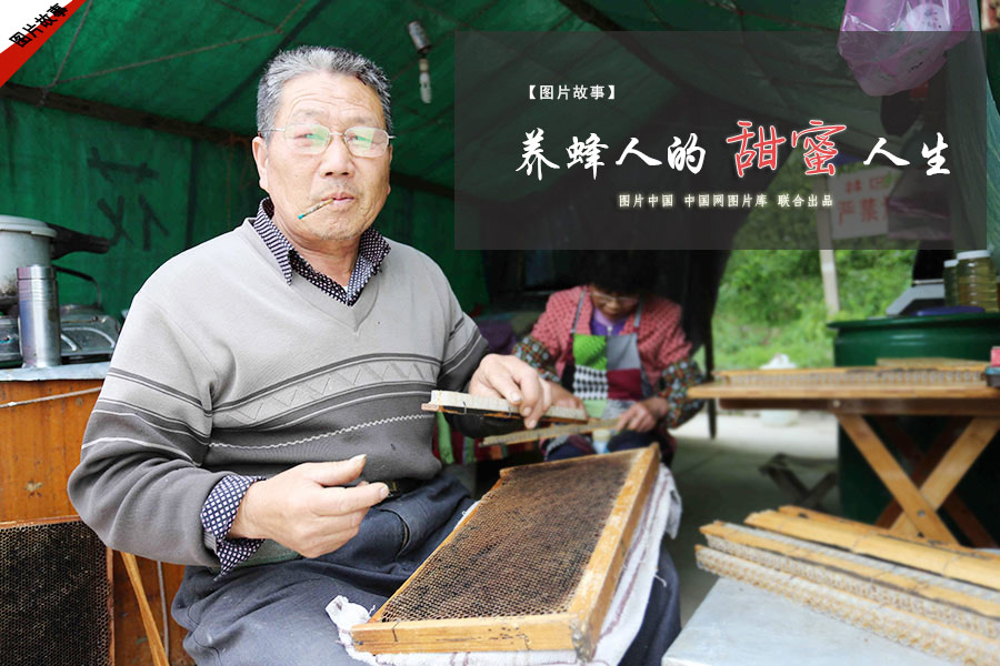 【图片故事】养蜂人的“甜蜜”人生 【图片故事】养蜂人的“甜蜜”人生